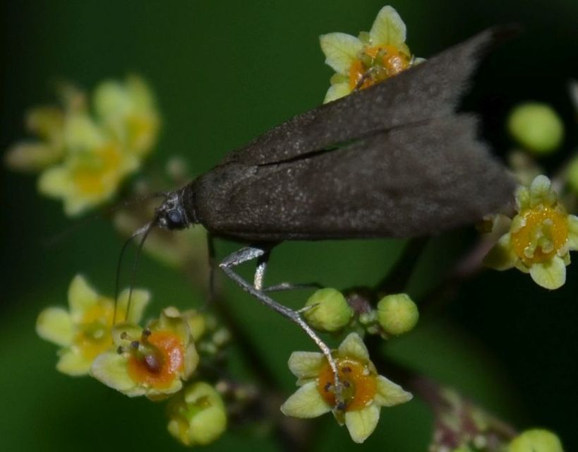 Episcythrastis tetricella - tavaszi karcsúmoly