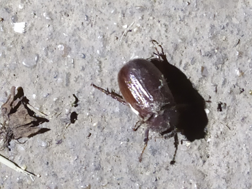 Holochelus