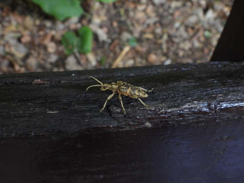 Rhagium sycophanta - tölgyes-tövisescincér