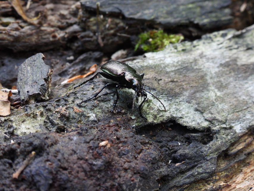 Calosoma inquisitor - kis bábrabló