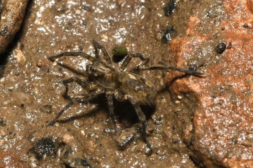 Arctosa