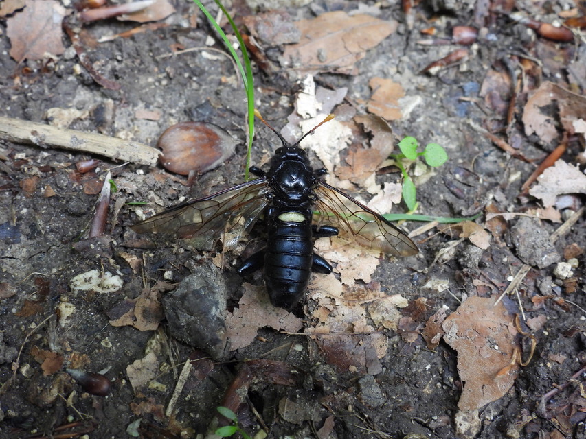 Cimbex femoratus - fekete buzogányos levéldarázs
