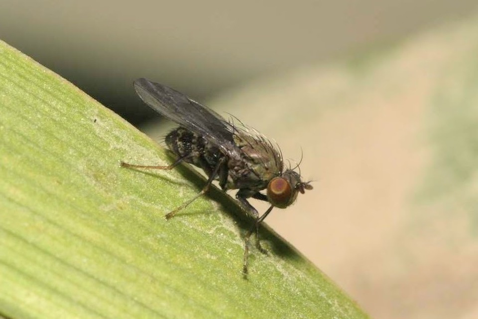 Notiphila