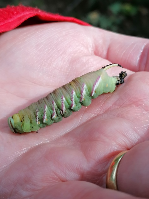 Sphinx ligustri - fagyalszender