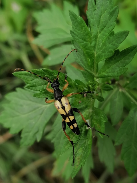 Rutpela maculata - tarkacsápú karcsúcincér