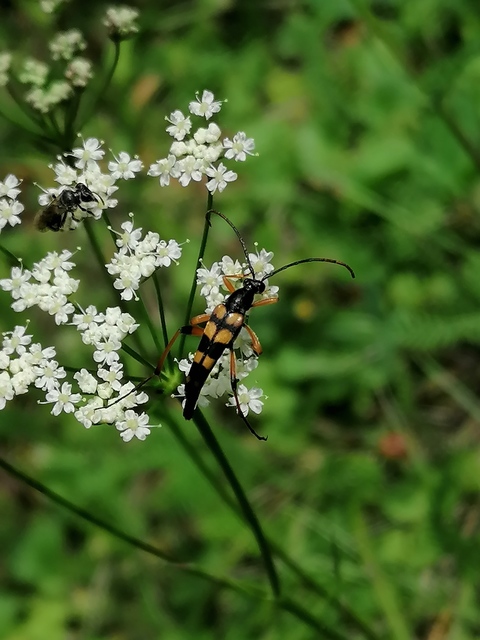 Strangalia attenuata - nyurgacincér