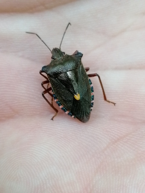 Pentatoma rufipes - vöröslábú címerespoloska Pentatoma rufipes - vöröslábú címerespoloska