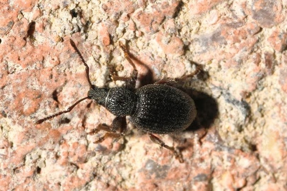 Otiorhynchus ovatus - apró gyalogormányos