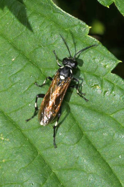 Macrophya duodecimpunctata