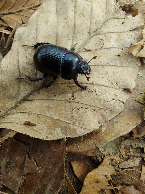 Anoplotrupes stercorosus - erdei álganéjtúró