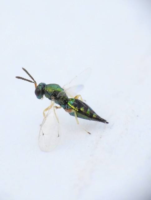 Hymenoptera - Hártyásszárnyúak