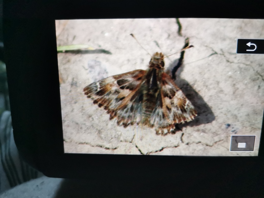 Carcharodus alceae - mályva-busalepke