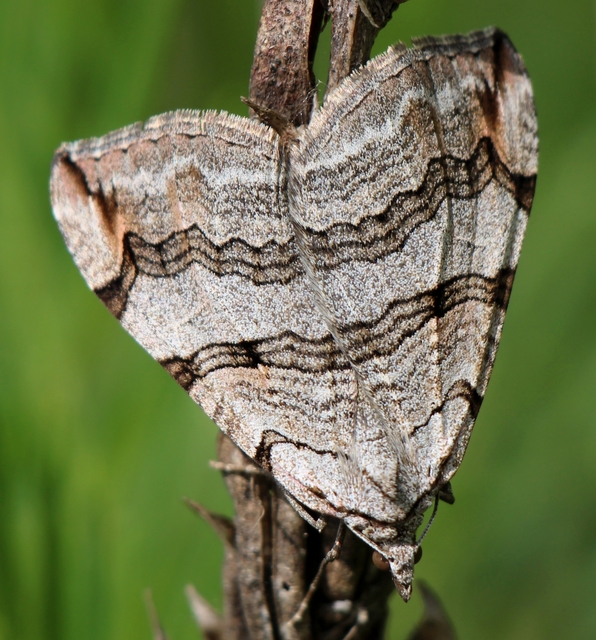 Aplocera efformata/plagiata