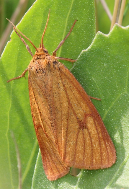 Diacrisia sannio - vörösszélű medvelepke