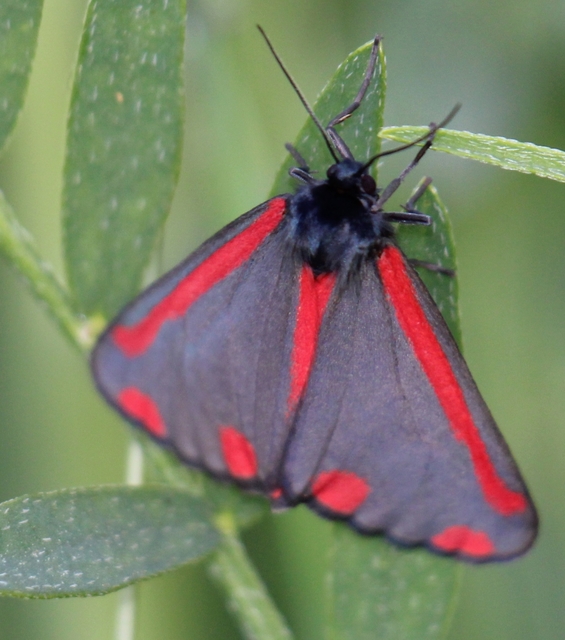 Tyria jacobaeae - jakabfű-medvelepke