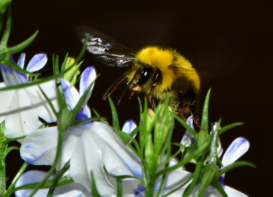 Bombus haematurus - mediterrán poszméh
