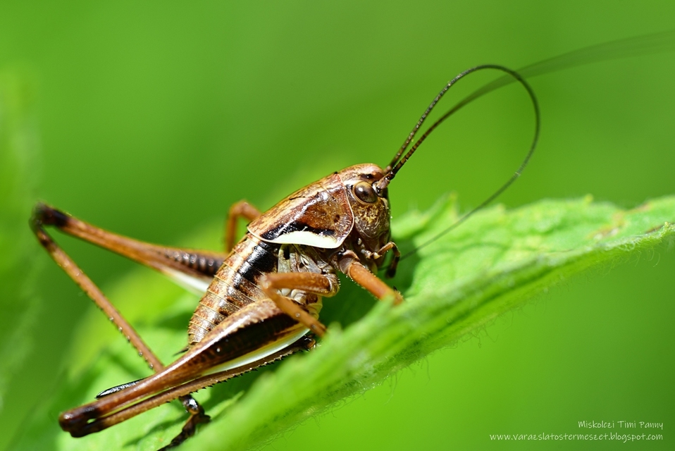Pholidoptera aptera - nagy avarszöcske
