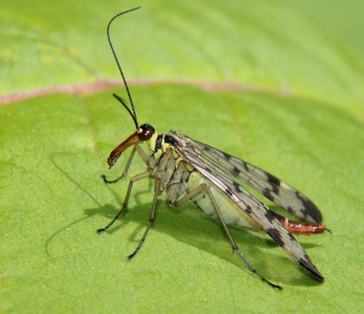 Panorpa communis/vulgaris