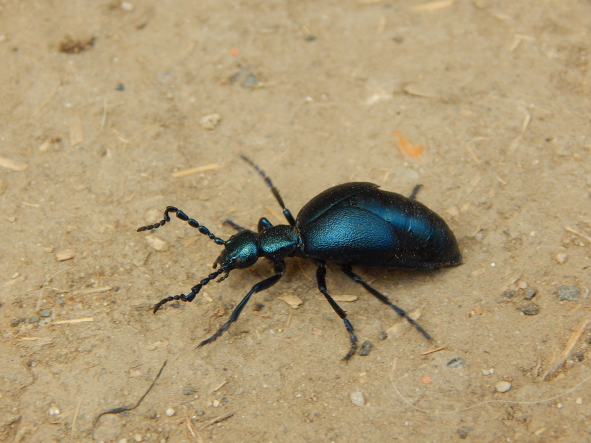 Meloe violaceus - kék nünüke
