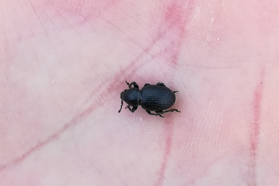 Psallidium maxillosum - fekete barkó