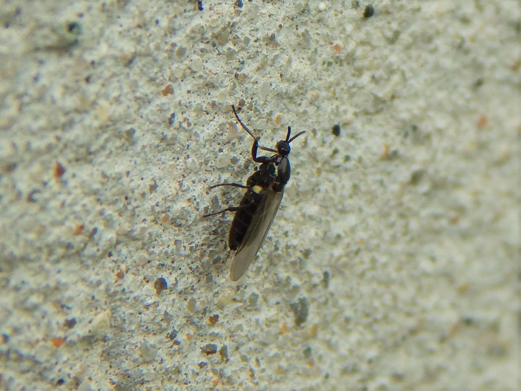Scatopse notata