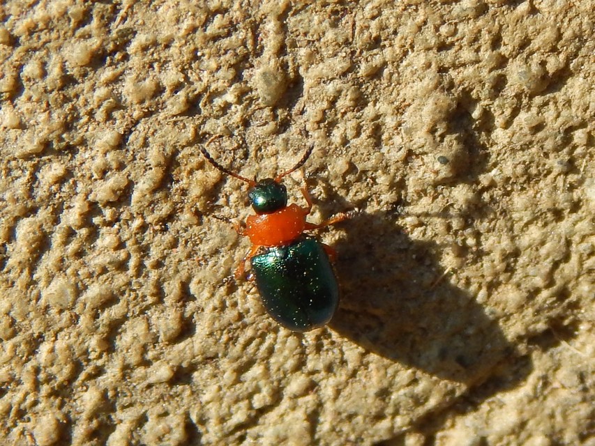 Gastrophysa polygoni - paraj-levélbogár Gastrophysa polygoni - paraj-levélbogár