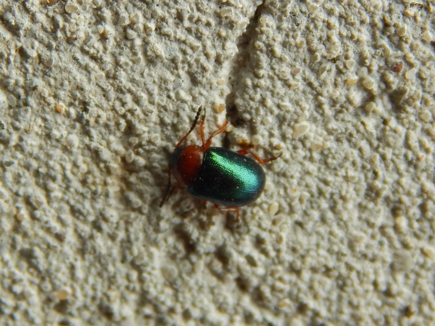Gastrophysa polygoni - paraj-levélbogár Gastrophysa polygoni - paraj-levélbogár