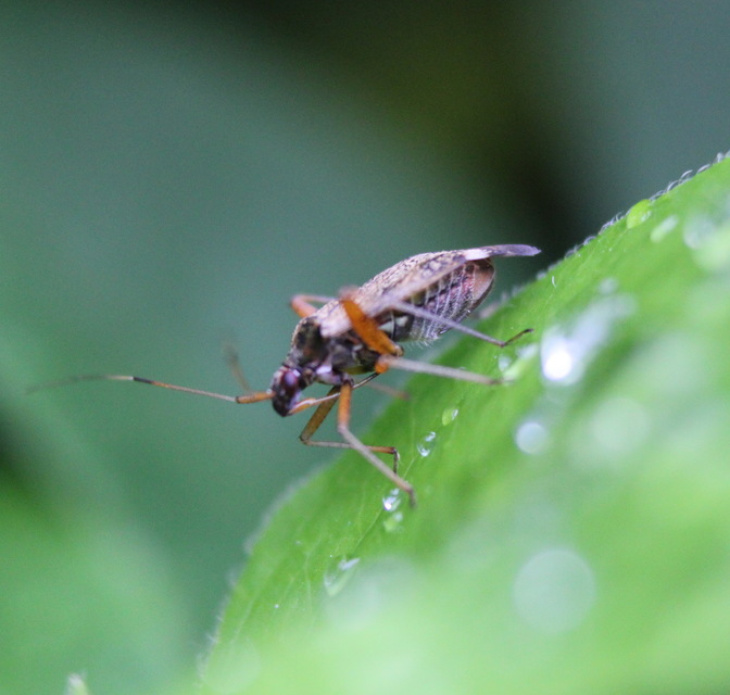 Closterotomus fulvomaculatus - komlópoloska Closterotomus fulvomaculatus - komlópoloska