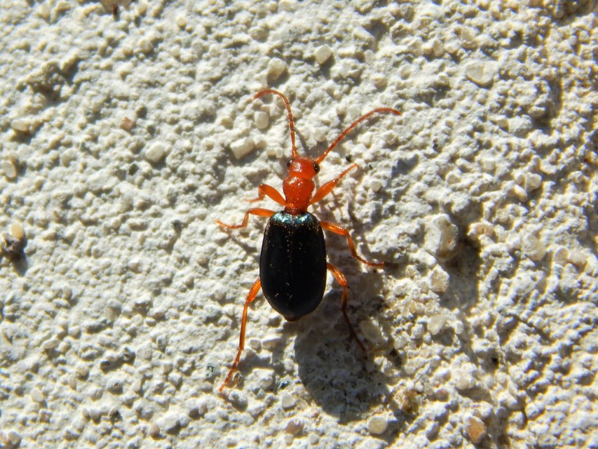 Brachinus explodens - kis pöfögőfutó