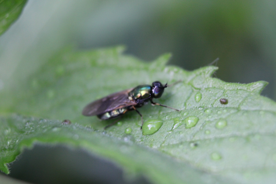 Chloromyia formosa - közönséges fémeslégy