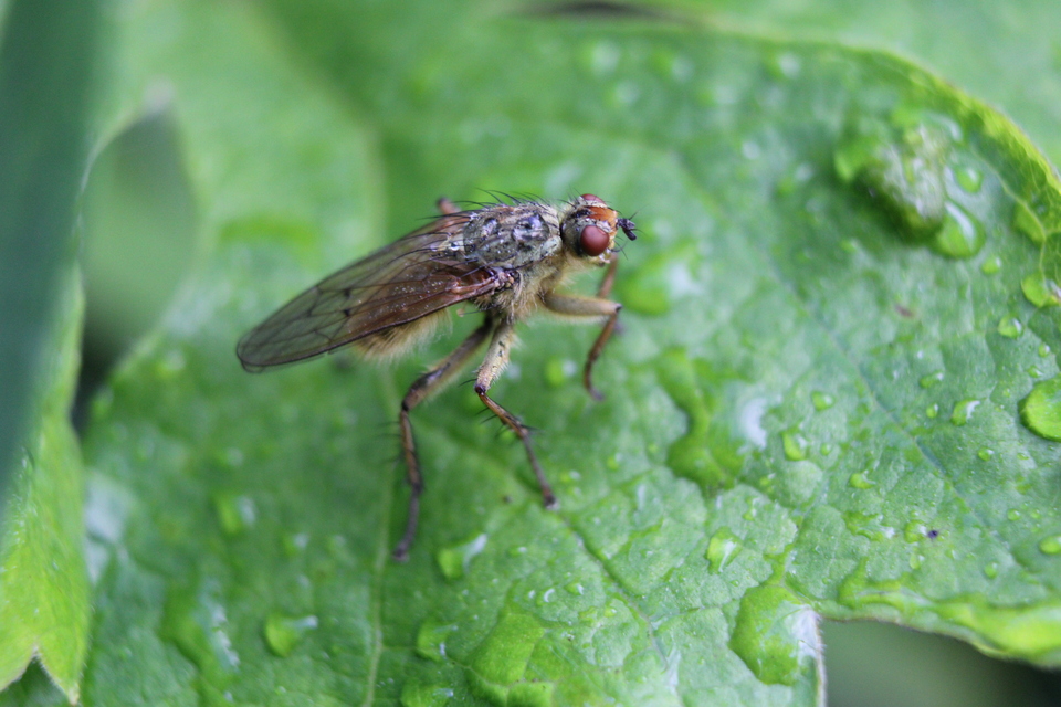 Scathophaga stercoraria - közönséges trágyalégy