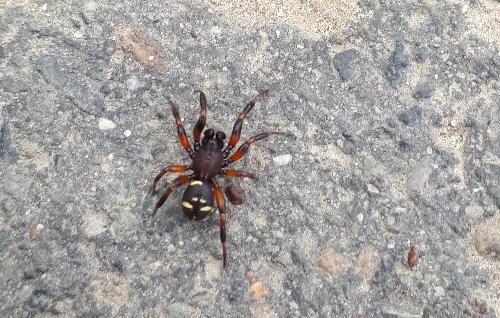 Asagena phalerata/meridionalis