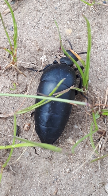 Meloe scabriusculus - érdes nünüke