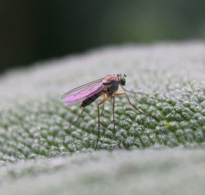 Dolichopodidae - szúnyoglábú legyek