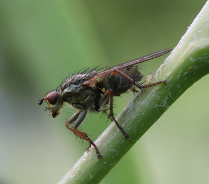 Scathophaga stercoraria - közönséges trágyalégy