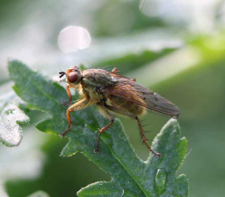 Scathophaga stercoraria - közönséges trágyalégy