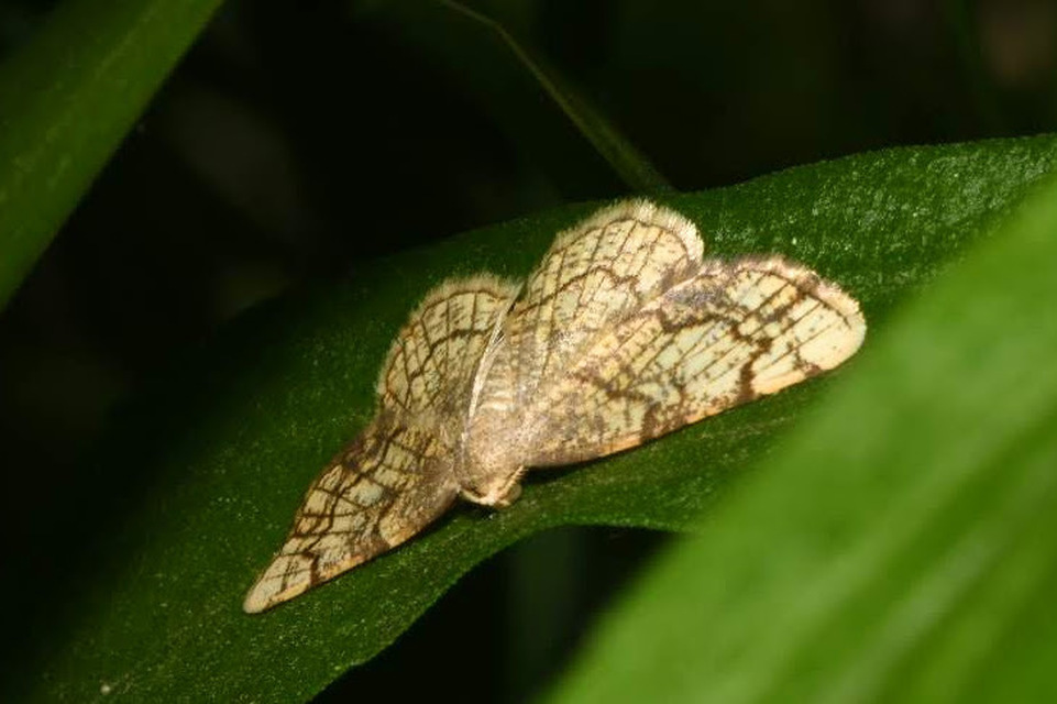 Stegania dilectaria - fehérnyár-araszoló