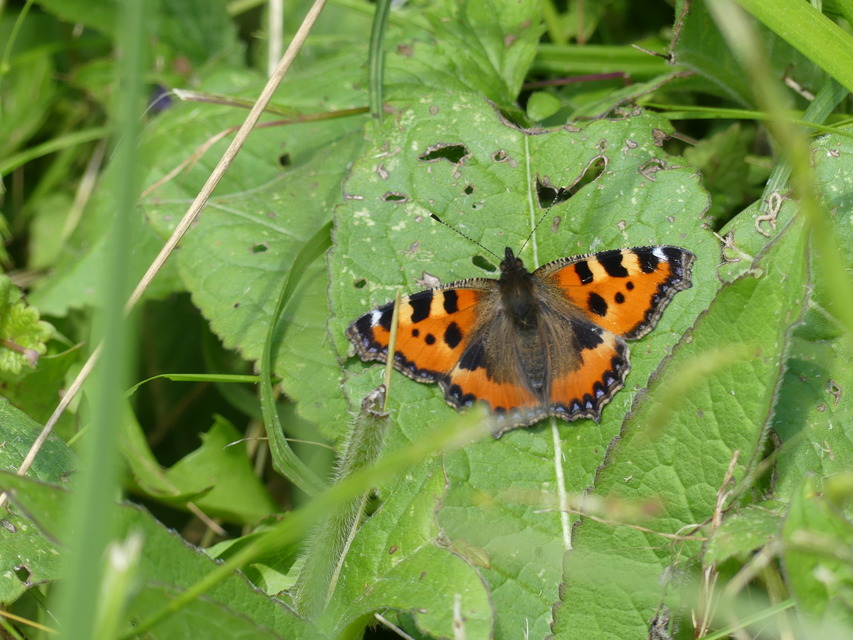 Nymphalis urticae - kis rókalepke