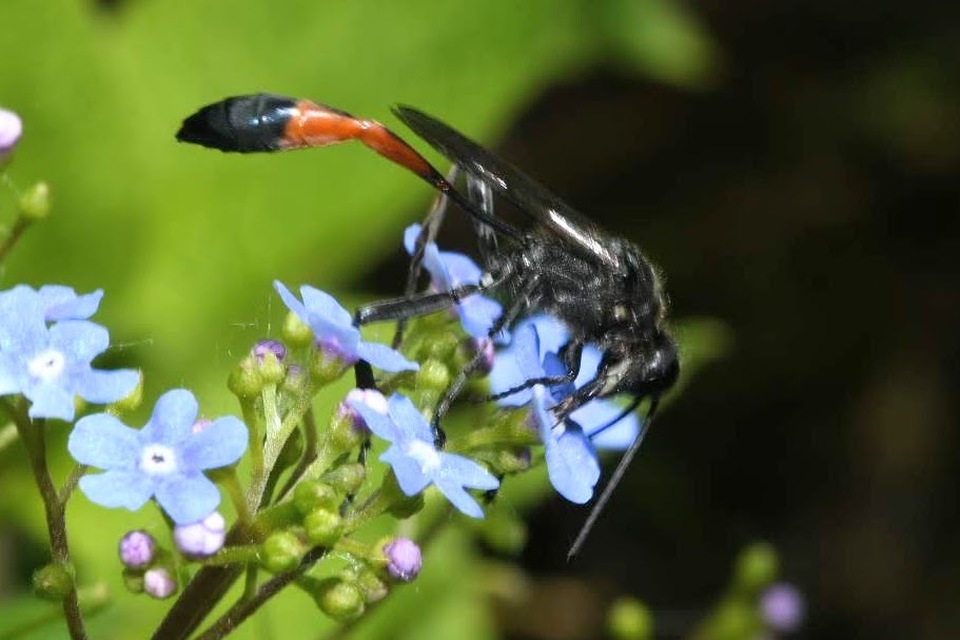Ammophila