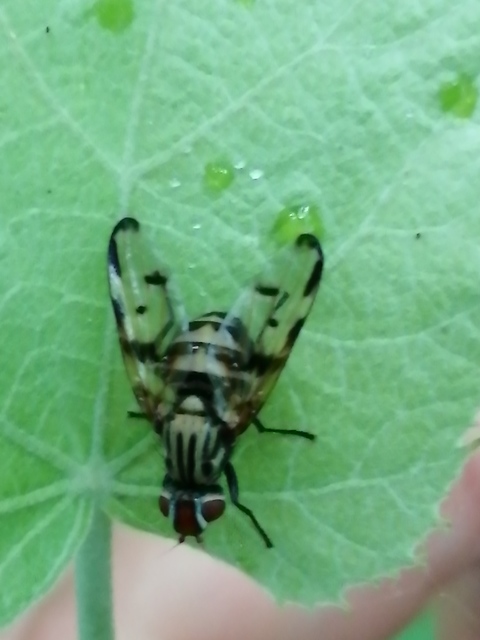 Otites formosa