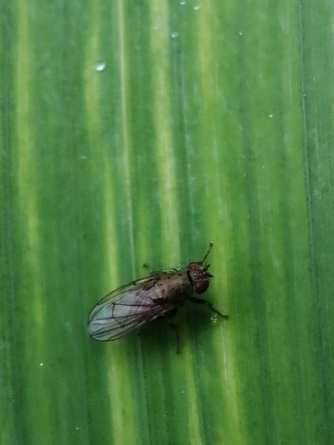 Notiphila