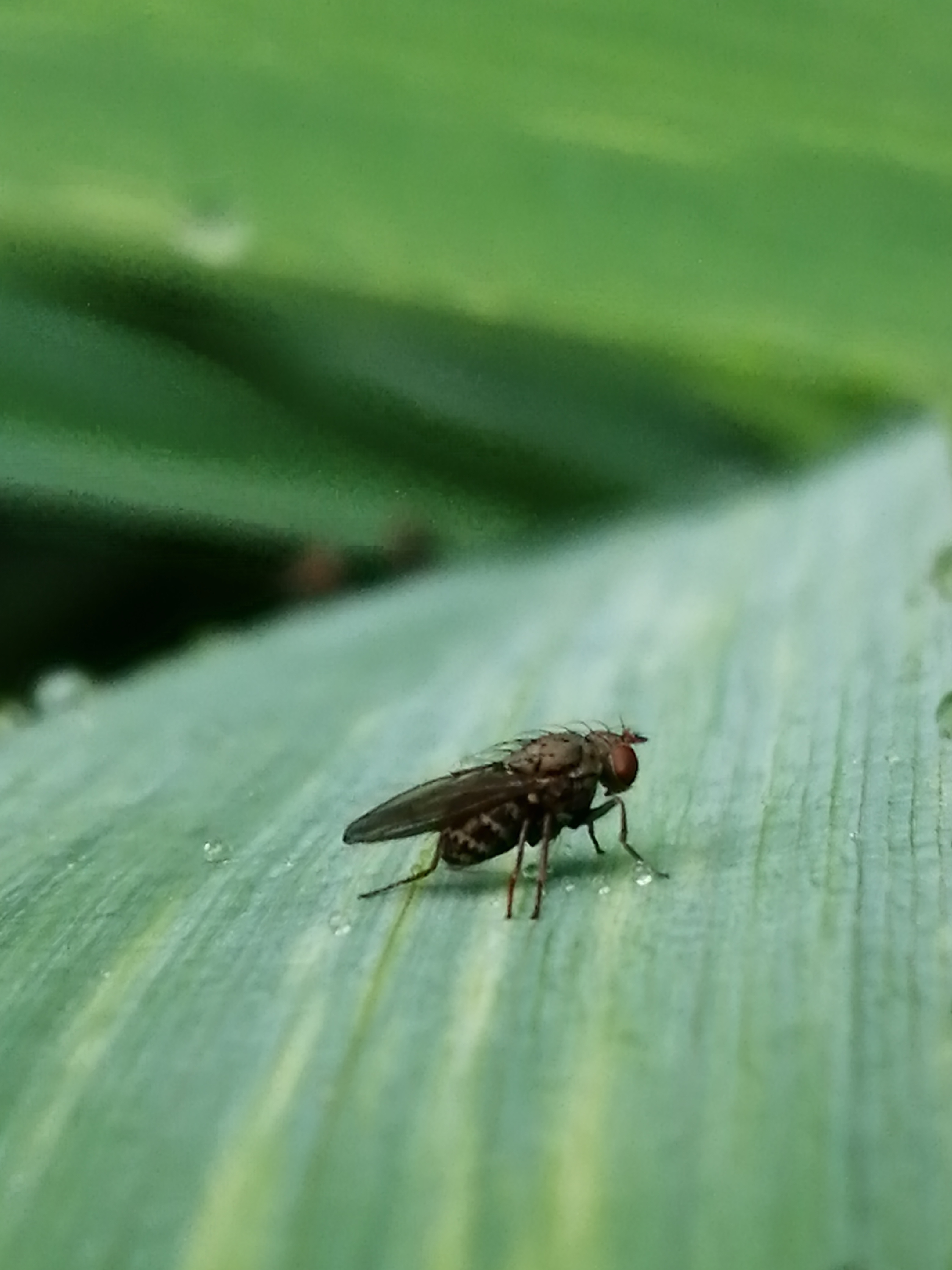 Notiphila