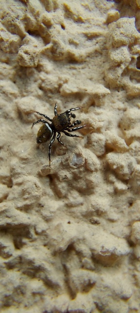 Heliophanus kochii - négypettyes ugrópók