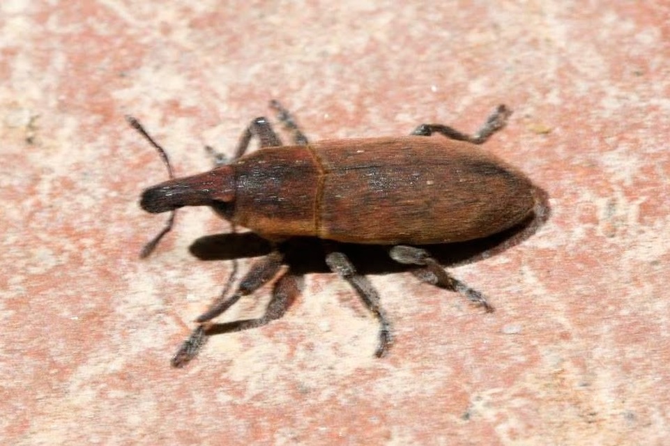 Lixus angustus - rövid dudvabarkó