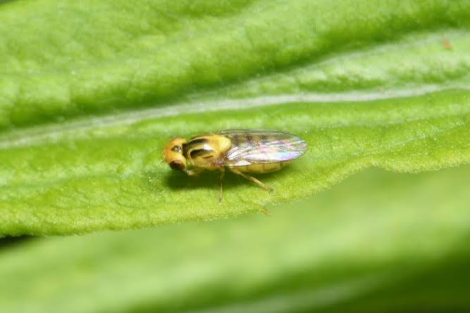 Chloropidae - gabonalegyek