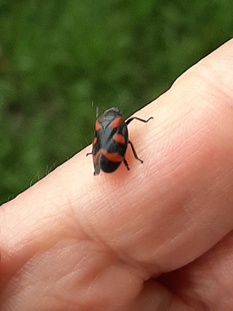 Cercopis