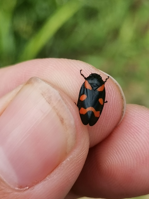 Cercopis arcuata/sanguinolenta
