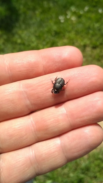 Onthophagus illyricus - tülkös trágyatúró