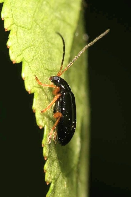 Luperus xanthopoda - sárgalábú szillevelész