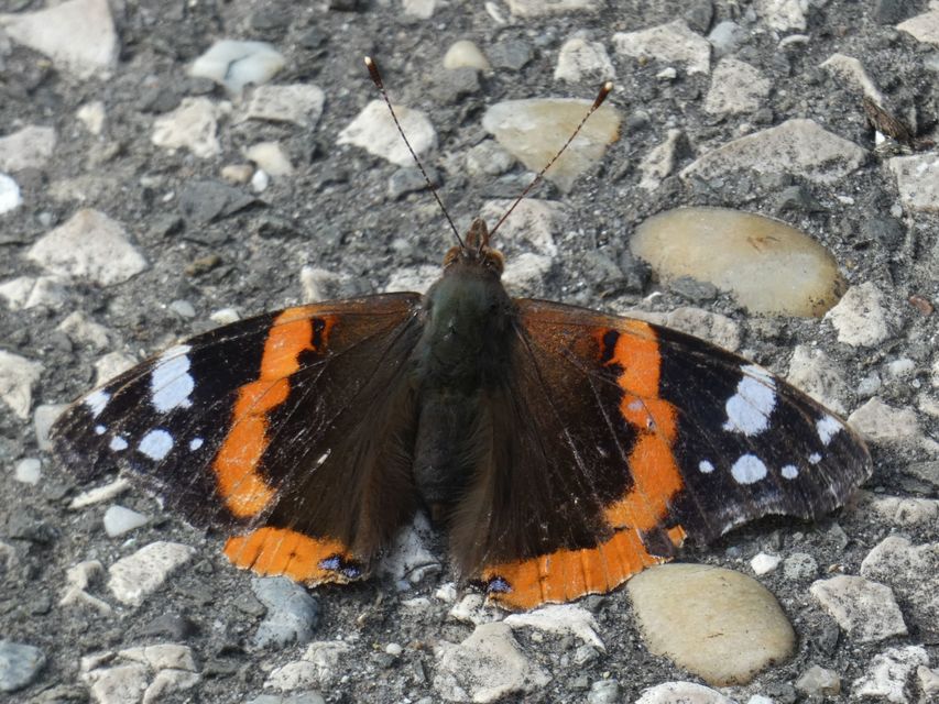Vanessa atalanta - atalantalepke